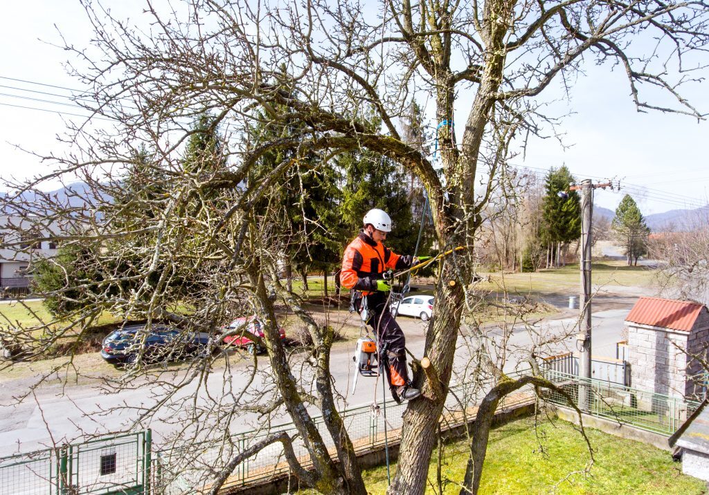 Certifierad arborist i Strängnäs