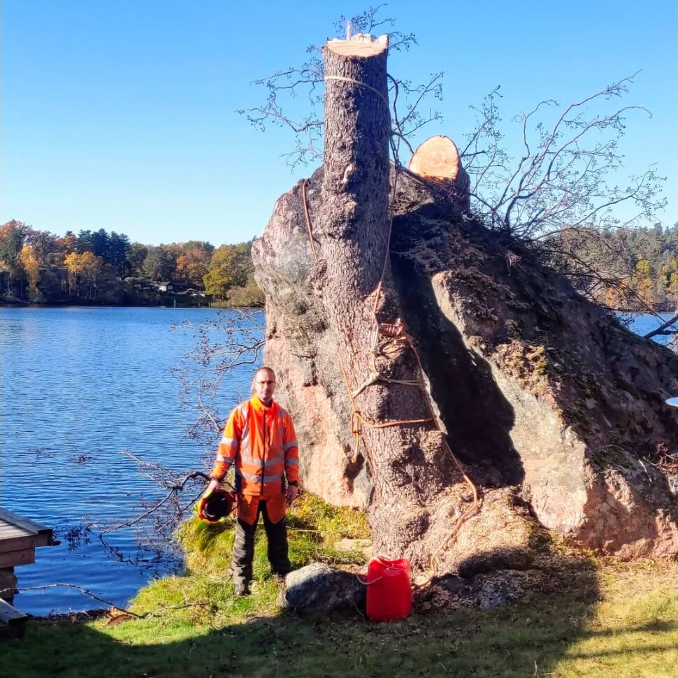 Trädbeskärning i Strängnäs